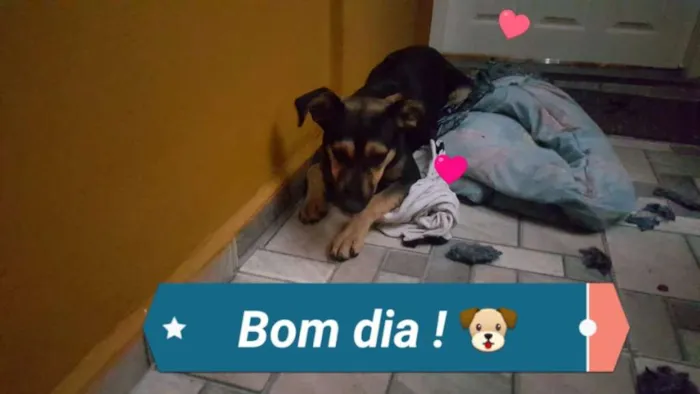 Cachorro ra a SRD idade 7 a 11 meses nome Leo
