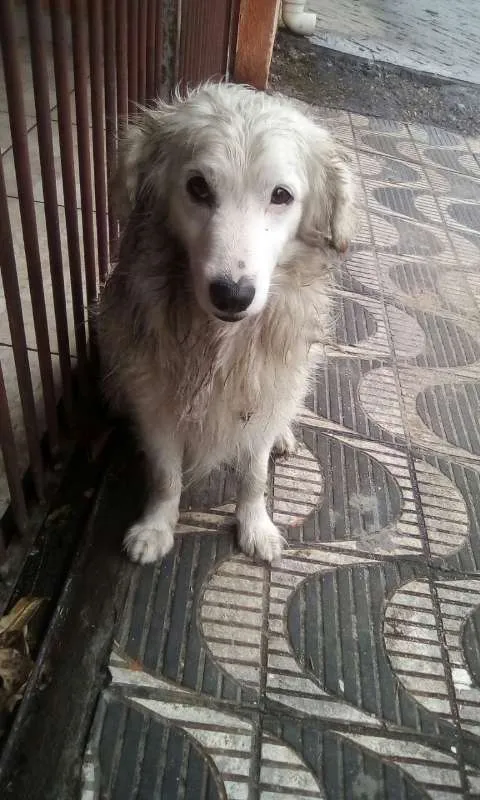 Cachorro ra a  idade 3 anos nome VOCÊ ESCOLHE