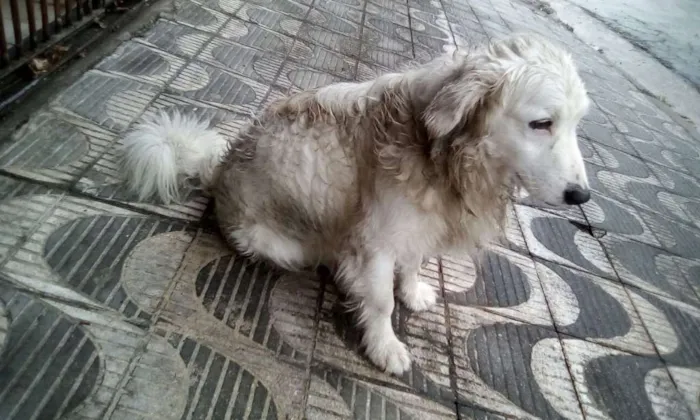 Cachorro ra a  idade 3 anos nome VOCÊ ESCOLHE