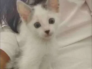 Gato raça Sem identificação idade Abaixo de 2 meses nome Sem nomes