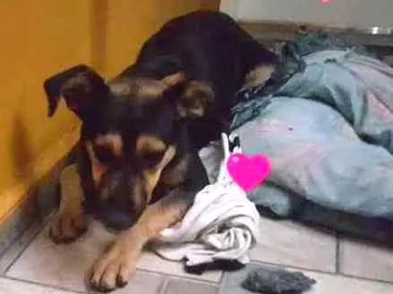 Cachorro ra a SRD idade 7 a 11 meses nome Leo