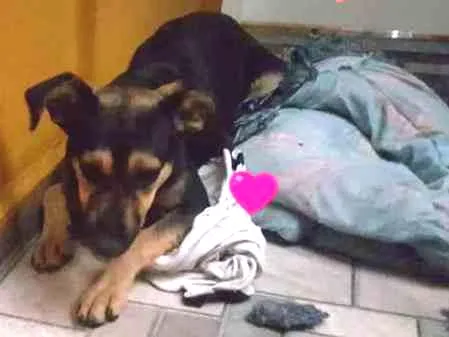 Cachorro ra a srd idade 7 a 11 meses nome Leo