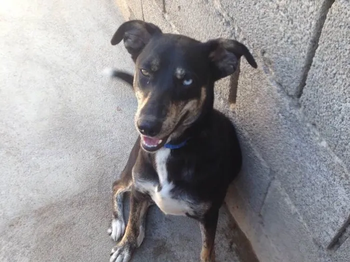 Cachorro ra a Sem raça definida idade 1 ano nome Mel