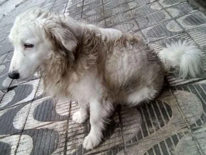 Cachorro ra a  idade 3 anos nome VOCÊ ESCOLHE