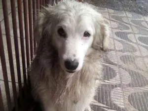 Cachorro raça  idade 3 anos nome VOCÊ ESCOLHE