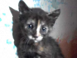 Gato raça SRD idade 2 a 6 meses nome Sem nomes