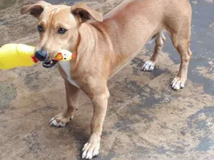 Cachorro raça Cofap com poodle idade 1 ano nome Stark
