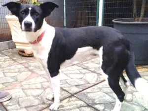 Cachorro raça Srd idade 7 a 11 meses nome Susy