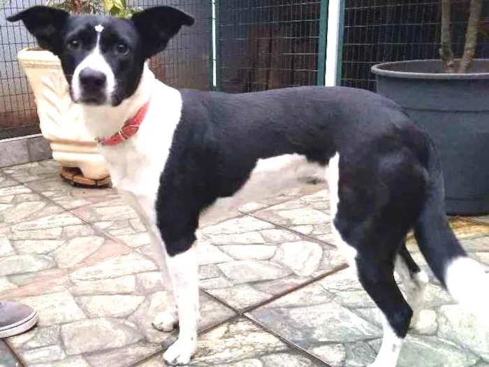 Cachorro ra a Srd idade 7 a 11 meses nome Susy