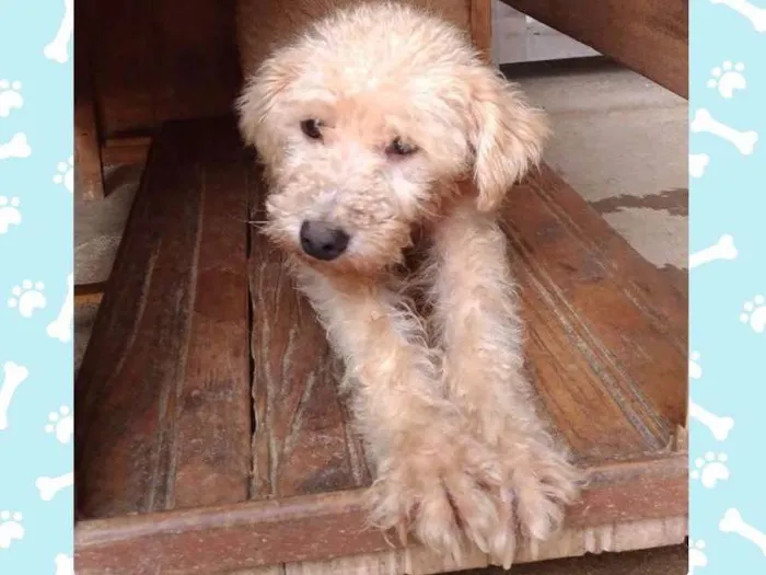 Cachorro ra a SRD, mestiço poodle  idade 4 anos nome Totó