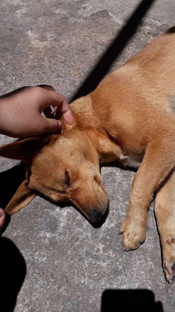 Cachorro ra a Viralata idade 2 anos nome Lara 