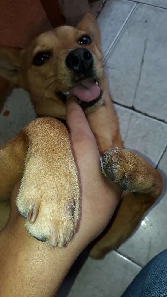 Cachorro ra a Viralata idade 2 anos nome Lara 