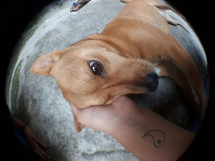 Cachorro ra a Viralata idade 2 anos nome Lara 