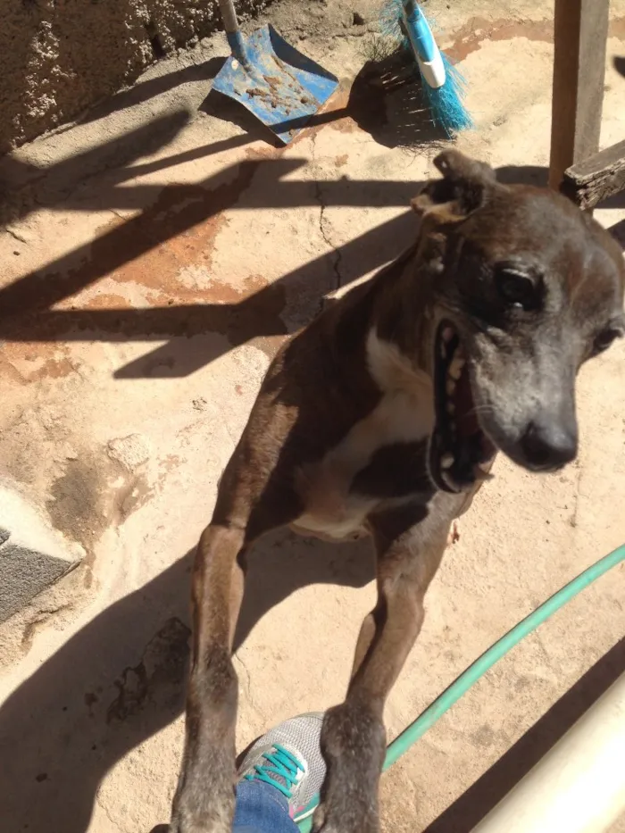 Cachorro ra a Sem raça definida idade 6 ou mais anos nome Costelinha