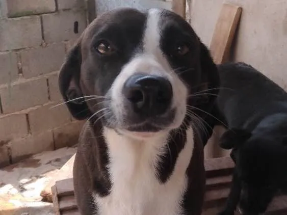 Cachorro ra a Sem raça definida idade 2 anos nome Lilica