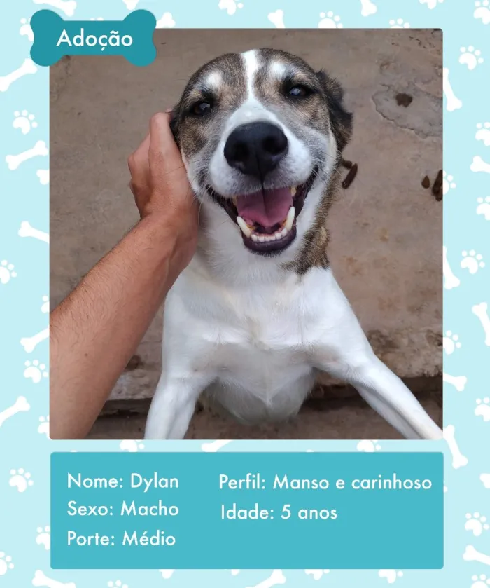 Cachorro ra a Indefinida  idade 5 anos nome Dylan