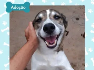 Cachorro raça Indefinida  idade 5 anos nome Dylan