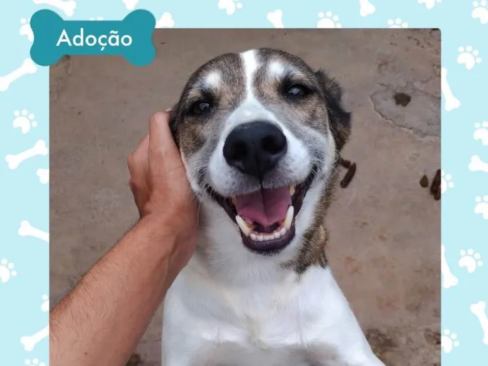 Cachorro ra a Indefinida  idade 5 anos nome Dylan
