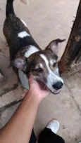 Dylan