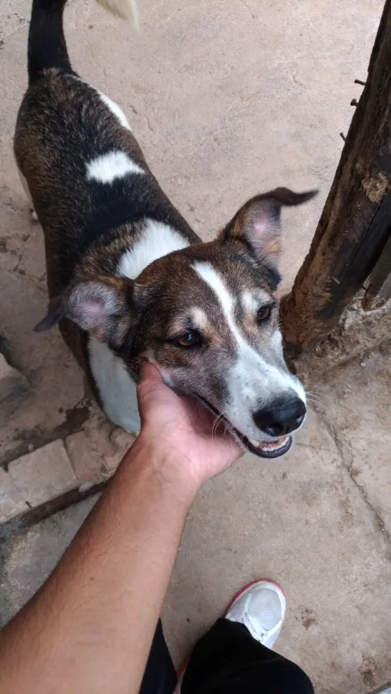 Cachorro ra a Indefinida  idade 5 anos nome Dylan