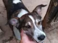 Dylan