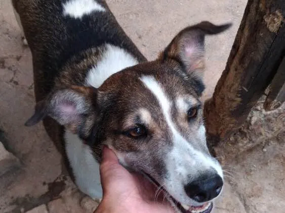 Cachorro ra a Indefinida  idade 5 anos nome Dylan