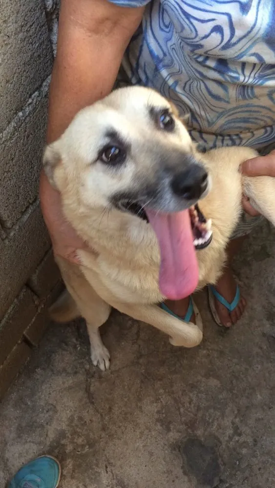Cachorro ra a Indefinida idade 5 anos nome Mel Loira 