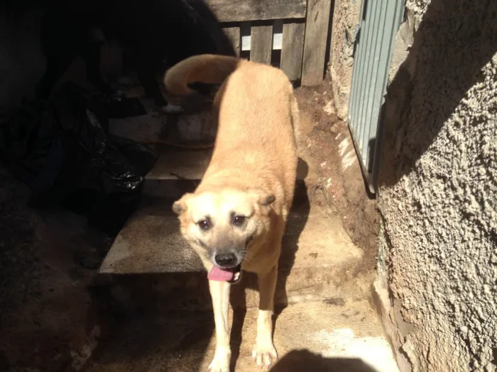 Cachorro ra a Indefinida idade 5 anos nome Mel Loira 
