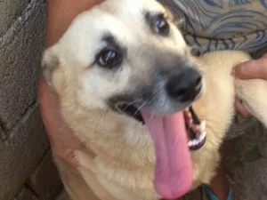 Cachorro raça Indefinida idade 5 anos nome Mel Loira 