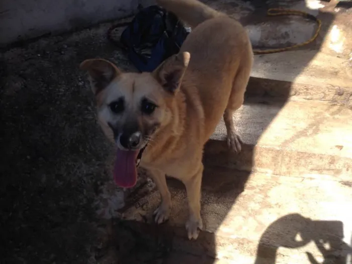 Cachorro ra a Indefinida idade 5 anos nome Mel Loira 