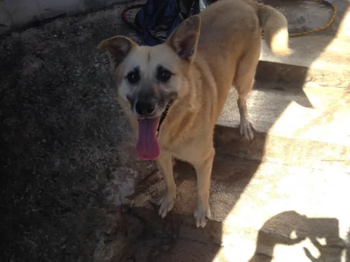 Cachorro ra a Indefinida idade 5 anos nome Mel Loira 