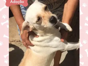 Cachorro raça Indefinida idade 3 anos nome Princesa