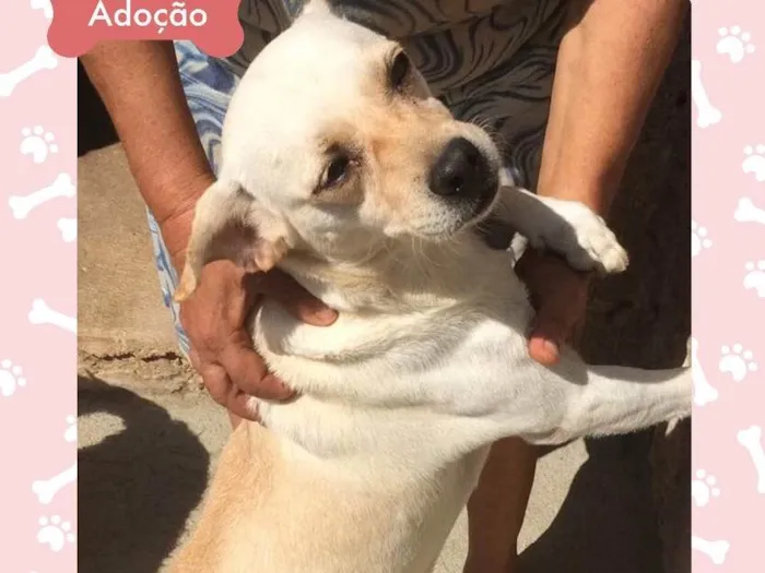 Cachorro ra a Indefinida idade 3 anos nome Princesa