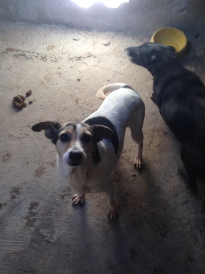 Cachorro ra a Indefinida idade 6 ou mais anos nome Mayara