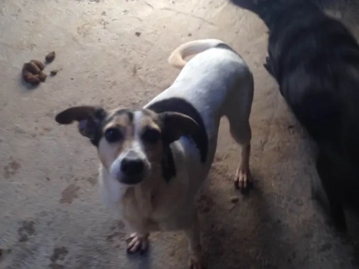 Cachorro ra a Indefinida idade 6 ou mais anos nome Mayara
