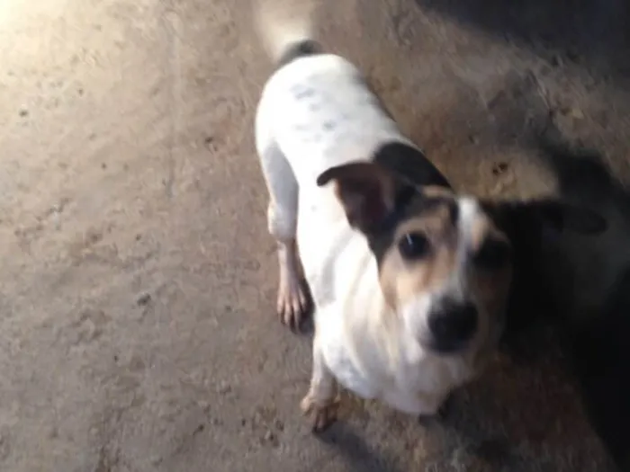 Cachorro ra a Indefinida idade 6 ou mais anos nome Mayara