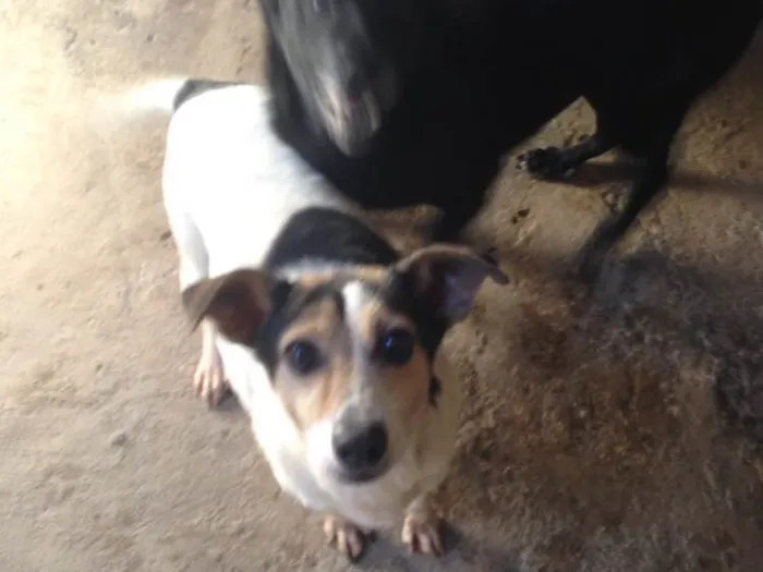 Cachorro ra a Indefinida idade 6 ou mais anos nome Mayara