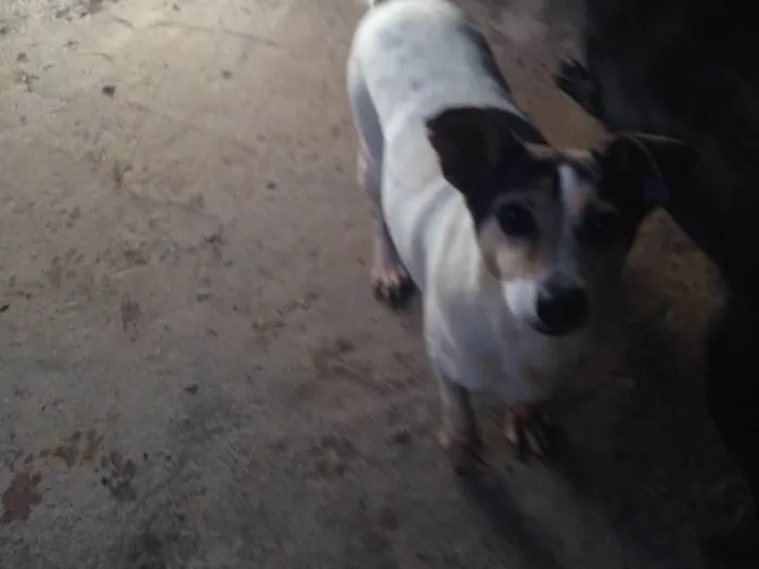 Cachorro ra a Indefinida idade 6 ou mais anos nome Mayara