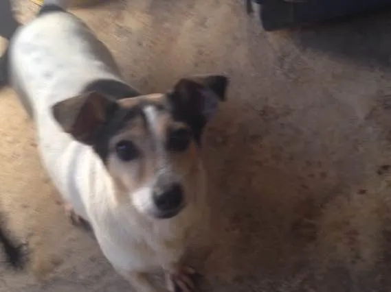 Cachorro ra a Indefinida idade 6 ou mais anos nome Mayara
