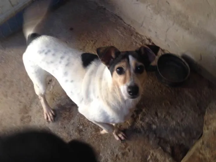 Cachorro ra a Indefinida idade 6 ou mais anos nome Mayara