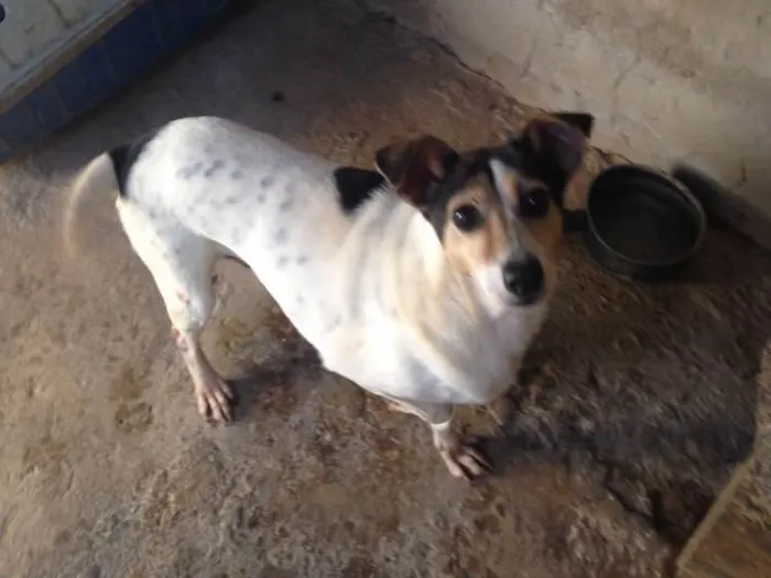 Cachorro ra a Indefinida idade 6 ou mais anos nome Mayara