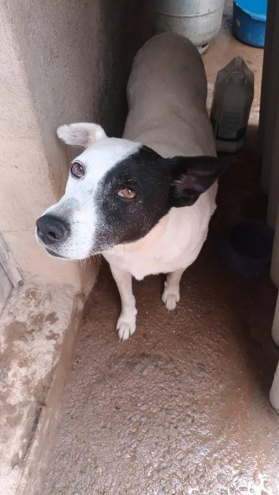 Cachorro ra a Indefinida idade 6 ou mais anos nome Gorda