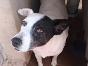 Cachorro raça Indefinida idade 6 ou mais anos nome Gorda
