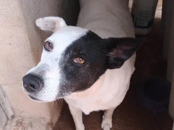 Cachorro ra a Indefinida idade 6 ou mais anos nome Gorda