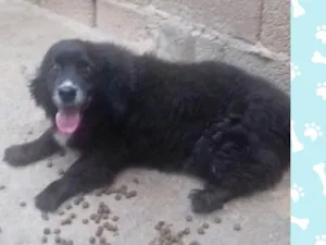Cachorro raça Indefinida idade 6 ou mais anos nome Mali