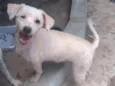 Totó