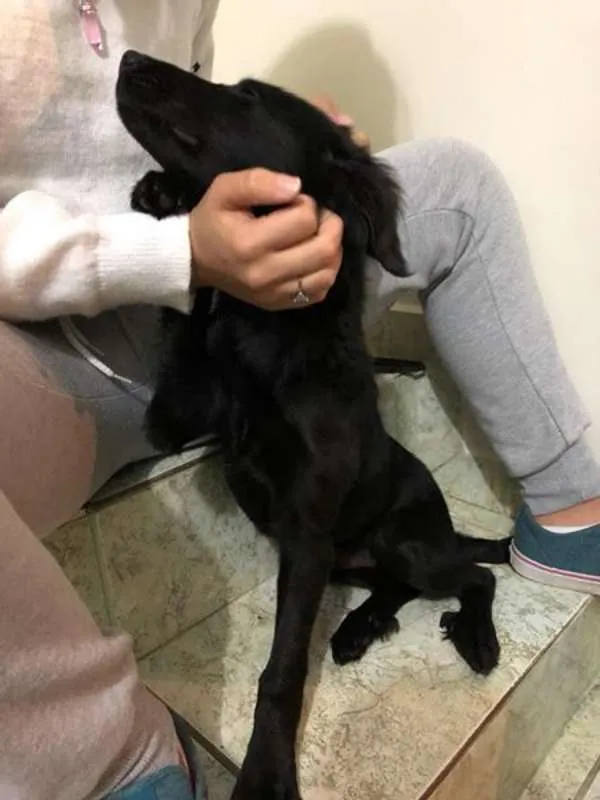 Cachorro ra a Viralata idade 2 a 6 meses nome Sushi