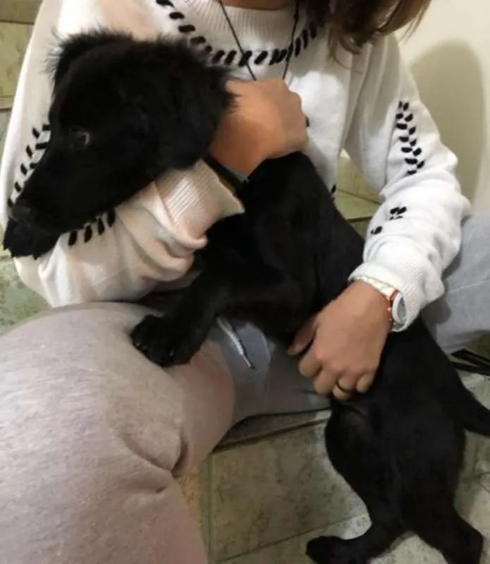 Cachorro ra a Viralata idade 2 a 6 meses nome Sushi