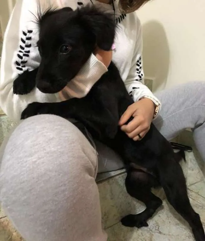 Cachorro ra a Viralata idade 2 a 6 meses nome Sushi