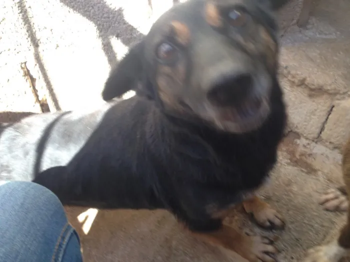 Cachorro ra a Indefinida idade 5 anos nome Melissa I
